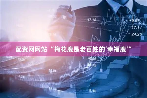 配资网网站 “梅花鹿是老百姓的‘幸福鹿’”